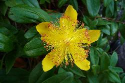 Hypericum calycinum flower with long stamens and orange anthers.
 Image: M.I. Dawson © M. I. Dawson 2010 